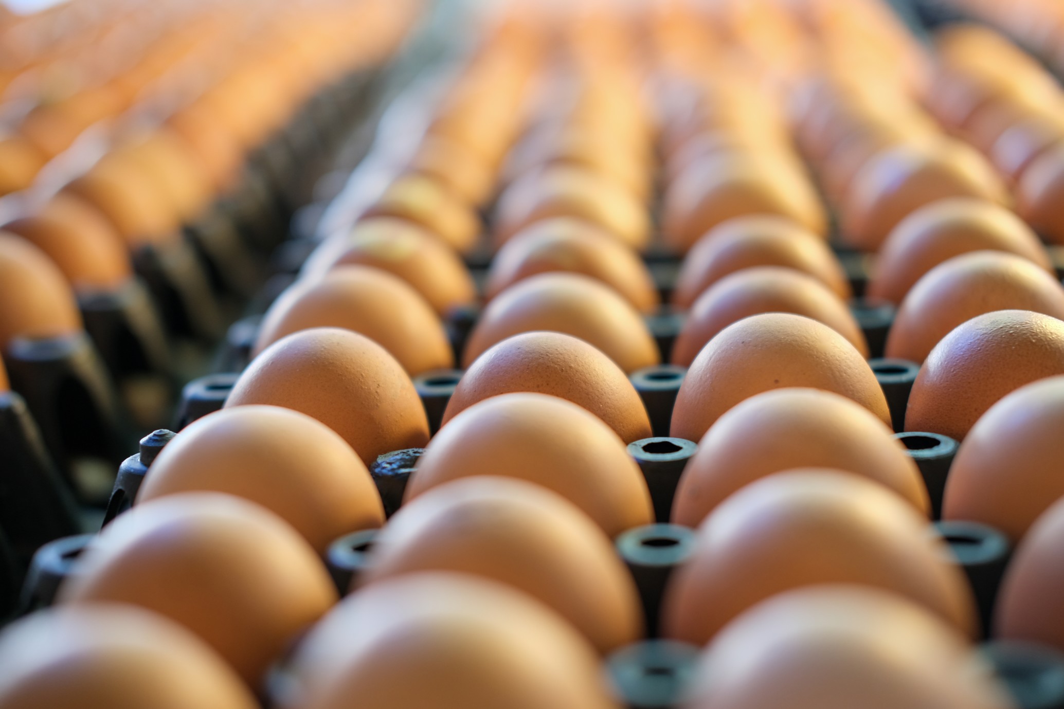Kafes Tavuğu Yumurtası Sağlıklı Mı?